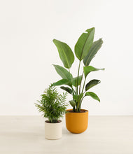 Load image into Gallery viewer, Tiger Lily*****Profile