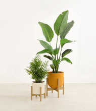 Load image into Gallery viewer, Tiger Lily stand:two_stands