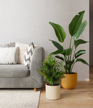 Load image into Gallery viewer, Tiger Lily