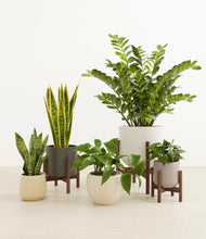 Load image into Gallery viewer, Woodland stand:three_stands