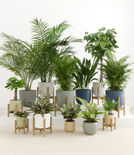 Load image into Gallery viewer, Earthy stand:eight_stands