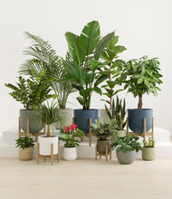 Lade das Bild in den Galerie-Viewer, Earthy stand:five_stands