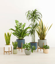 Load image into Gallery viewer, -