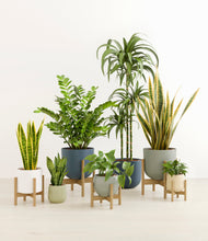 Load image into Gallery viewer, -