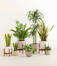 Load image into Gallery viewer, -