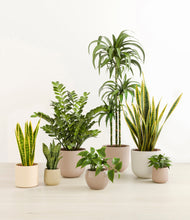 Load image into Gallery viewer, Sandy*****Profile