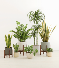 Load image into Gallery viewer, Woodland stand:three_stands