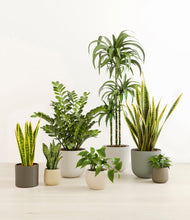 Load image into Gallery viewer, Woodland*****Profile