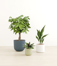 Load image into Gallery viewer, Earthy*****Profile