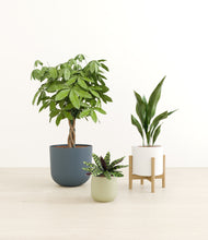 Load image into Gallery viewer, Earthy stand:one_stand