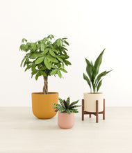 Load image into Gallery viewer, Evening Sky stand:one_stand