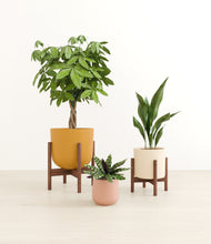 Load image into Gallery viewer, Evening Sky stand:two_stands