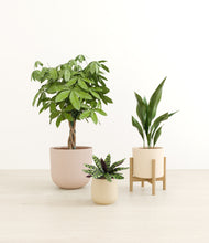 Load image into Gallery viewer, Sandy stand:one_stand