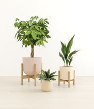 Load image into Gallery viewer, Sandy stand:two_stands