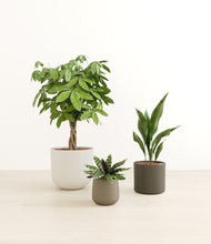 Load image into Gallery viewer, Woodland*****Profile