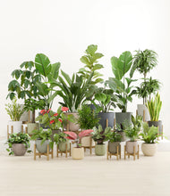 Load image into Gallery viewer, Countryside stand:thirteen_stands