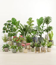 Load image into Gallery viewer, Countryside stand:nine_stands