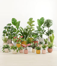 Load image into Gallery viewer, Evening Sky*****Profile