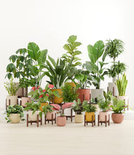 Load image into Gallery viewer, Evening Sky stand:thirteen_stands