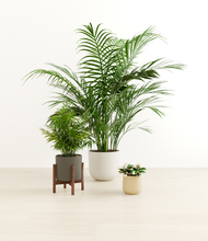 Load image into Gallery viewer, Woodland stand:one_stand