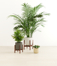 Load image into Gallery viewer, Woodland stand:two_stands