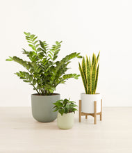 Load image into Gallery viewer, Earthy stand:one_stand