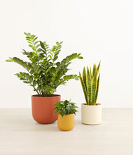 Load image into Gallery viewer, Evening Sky*****Profile