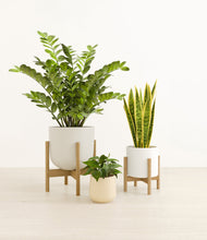 Load image into Gallery viewer, Misty Morning stand:two_stands