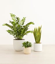 Load image into Gallery viewer, Misty Morning*****Profile