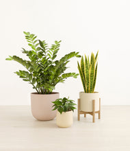 Load image into Gallery viewer, Sandy stand:one_stand