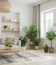Load image into Gallery viewer, Woodland
