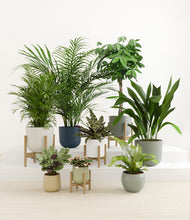 Load image into Gallery viewer, Earthy stand:four_stands