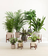Load image into Gallery viewer, Woodland stand:six_stands