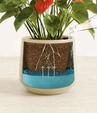 Load image into Gallery viewer, Almond Green