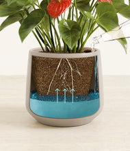 Load image into Gallery viewer, Eternal Gray