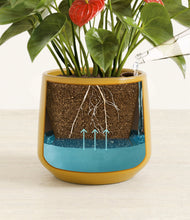 Load image into Gallery viewer, Mustard