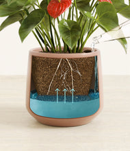 Load image into Gallery viewer, Calm Rose