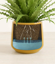 Load image into Gallery viewer, Mustard