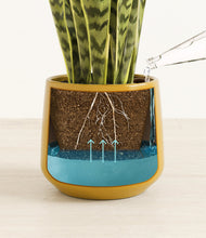 Load image into Gallery viewer, Mustard