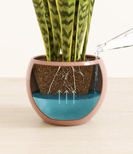 Load image into Gallery viewer, Calm Rose