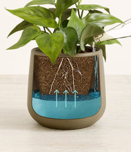 Load image into Gallery viewer, -