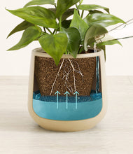 Load image into Gallery viewer, -