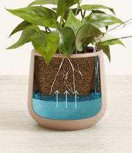 Load image into Gallery viewer, -