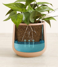 Load image into Gallery viewer, -