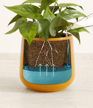 Load image into Gallery viewer, -