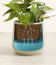 Load image into Gallery viewer, -