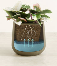 Load image into Gallery viewer, -