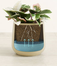 Load image into Gallery viewer, -