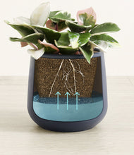 Load image into Gallery viewer, -