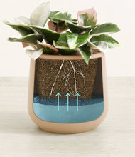 Load image into Gallery viewer, -